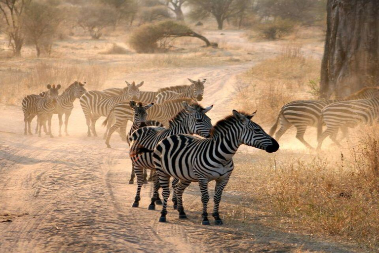 مغامرة أروشا: رحلة ليوم واحد إلى الحديقة الوطنية وسوق الماساي