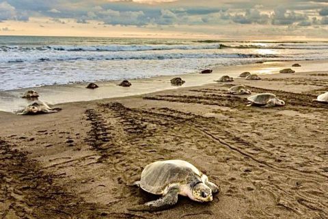 Playa Minas: tour di osservazione delle tartarughe marine