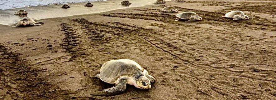 Playa Minas: Sea Turtle Watching Tour