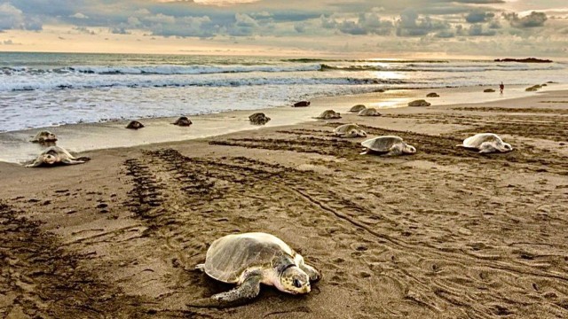 Playa Minas: excursie naar zeeschildpadden