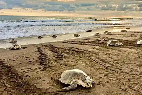 Playa Minas: Titta på havssköldpaddor