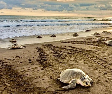 Playa Minas: tour di osservazione delle tartarughe marine