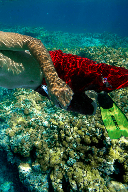 Key West Rum and Reggae Afternoon Snorkel and Sunset GetYourGuide