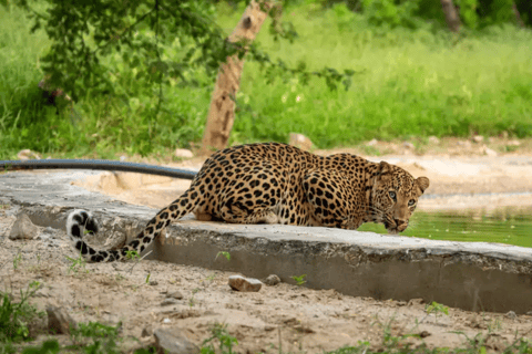 Jaipur: Private Jhalana Leopard Safari Tour