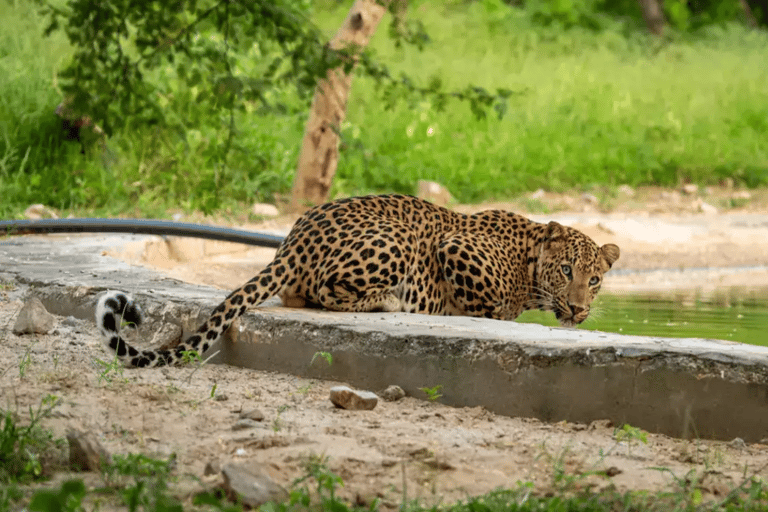 Jaipur: Private Jhalana Leopard Safari Tour