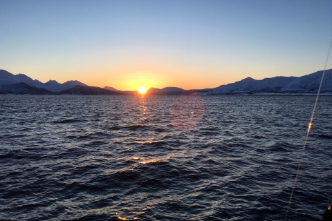 Tromsø: Crucero por el Fiordo de las Aves Silvestres con Comida y BebidasDesde Tromsø: crucero fauna en fiordos con comida y bebida
