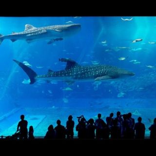 Okinawa: Churaumi Aquarium Admission Ticket