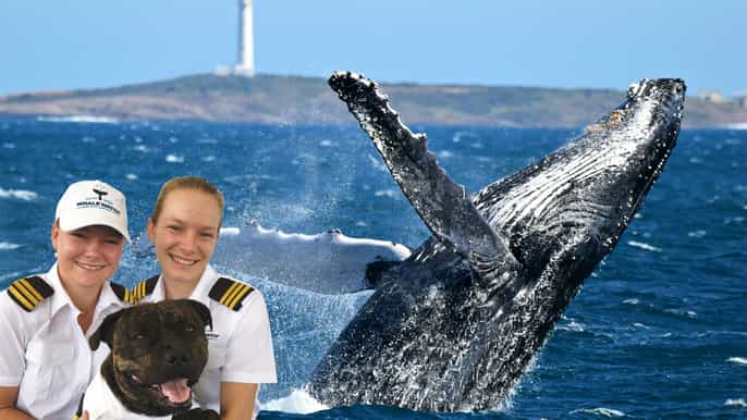2hour luxury whale watching cruise from augusta