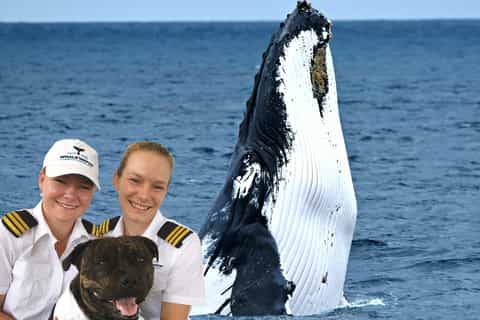 Whale Watching VIP Captain's Lounge Experience from Augusta