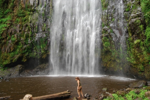 Moshi: volledige dagtour Materuni-watervallen en koffieboerderij