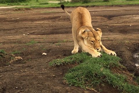 Arusha: excursion d'une journée au cratère du Ngorongoro