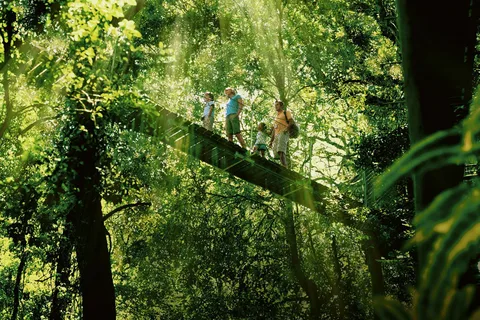 Lamington National Park, O'Reilly's and Vineyard Tour