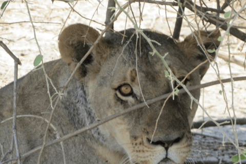 Victoria Falls: Chobe National Park Day Trip with Lunch