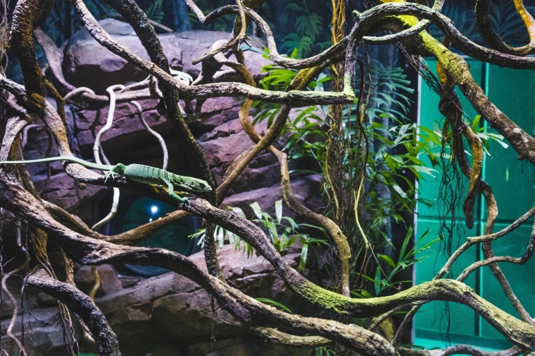 Cairns: begeleide schemeringstour door het aquarium met diner
