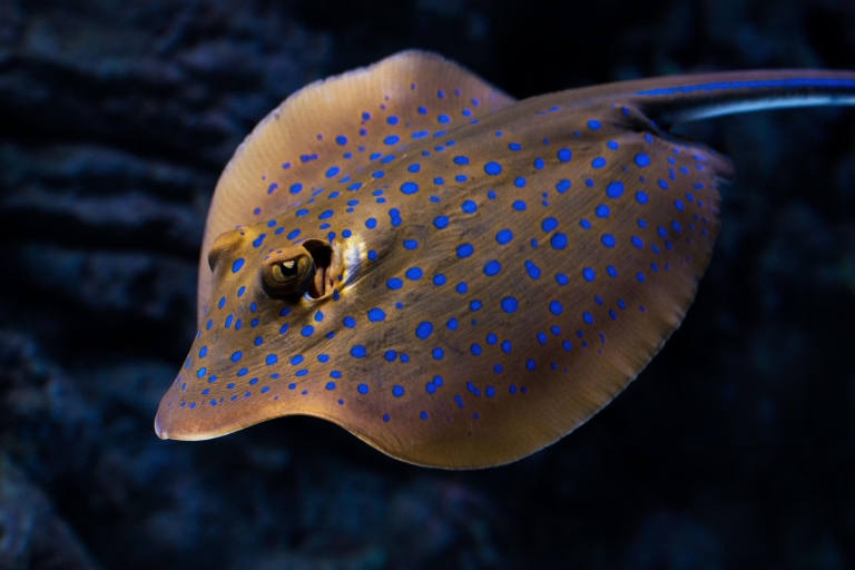 Cairns: visite guidée au crépuscule de l'aquarium avec dîner