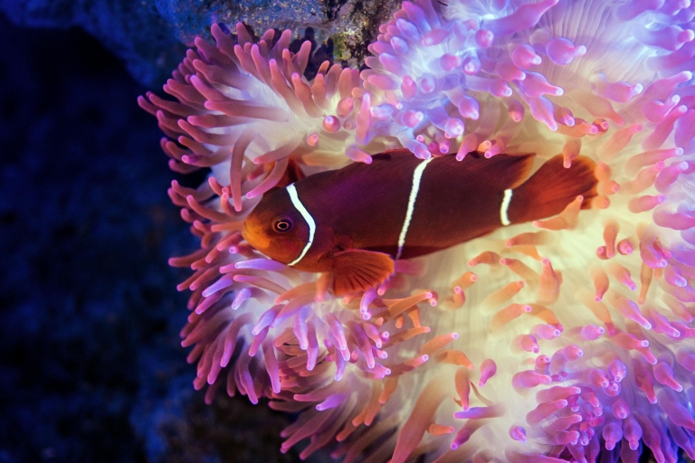 Cairns: Geführte Dämmerungstour durch das Aquarium mit Abendessen