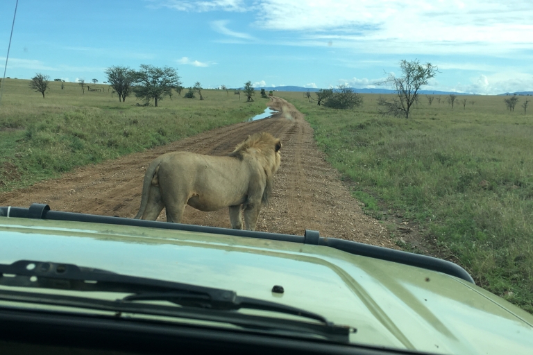 Desde Arusha: Tarangire, Ngorongoro y Manyara Safari de 3 días