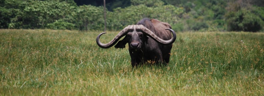 Arusha: excursion d'une journée au parc national d'Arusha avec safaris et déjeuner