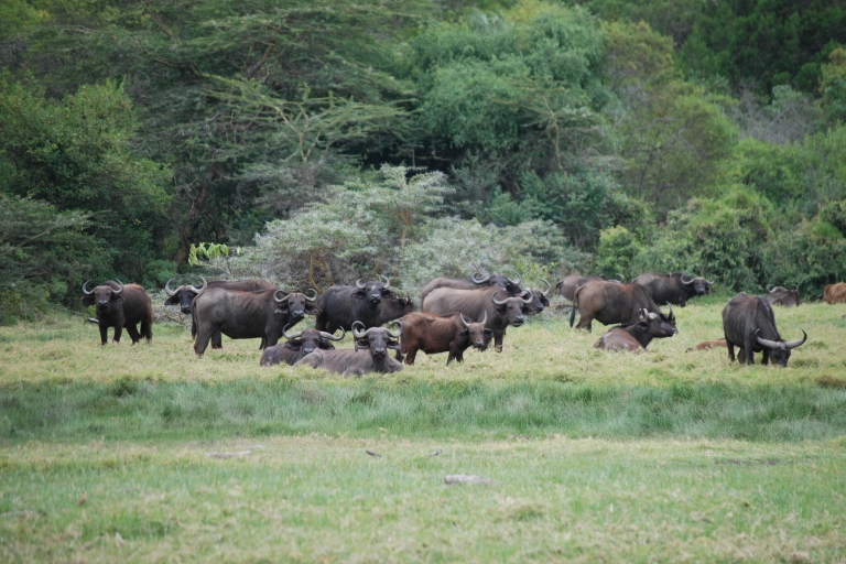 Arusha: Arusha National Park Tagesausflug mit Pirschfahrten und Mittagessen
