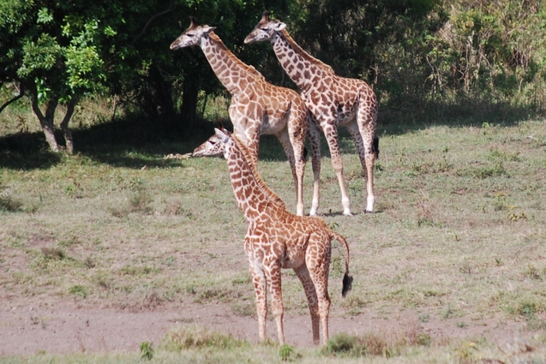 Arusha: Arusha National Park-dagtrip met gamedrives en lunch