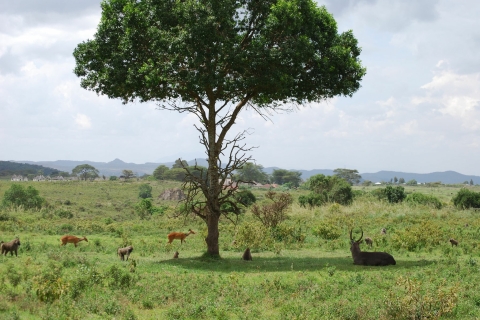 Arusha: Arusha National Park-dagtrip met gamedrives en lunch