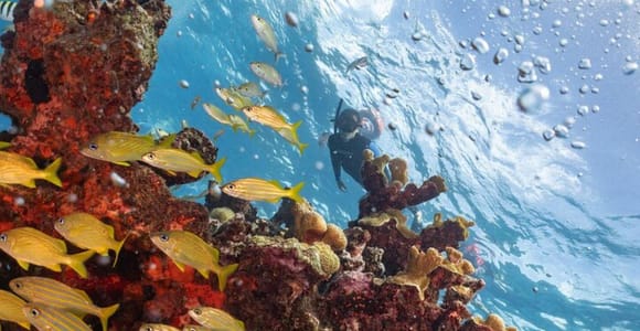 Isla Mujeres: Musa Sculptures & Manchones Reef Snorkel Tour