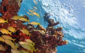 Isla Mujeres: Snorkel Tour at Musa and Manchones Reef