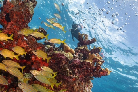 Isla Mujeres: Schnorcheltour am Musa und Manchones Riff