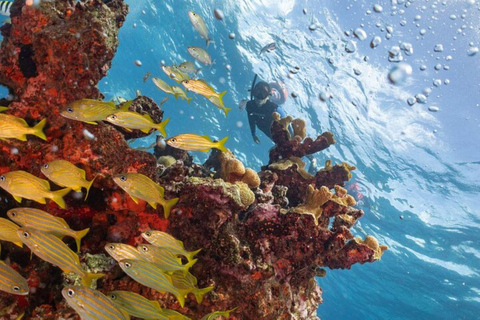 Isla Mujeres: snorkeltocht bij Musa en Manchones Reef