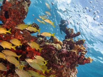 Isla Mujeres: Tour di snorkeling alla barriera corallina di Musa e Manchones