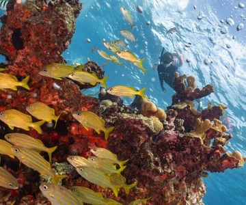 Isla Mujeres: Snorkel Tour at Musa and Manchones Reef