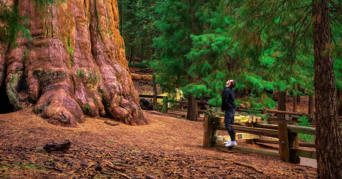Ab San Francisco YosemiteTour zu den SequoiaMammutbäumen GetYourGuide
