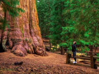 Ab San Francisco: Yosemite-Tour zu den Sequoia-Mammutbäumen Ab San Francisco: Yosemite-Tour zu den Sequoia-Mammutbäumen