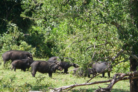 Entdecke Aberdare: Big 5, Wasserfälle und Camping in der Wildnis