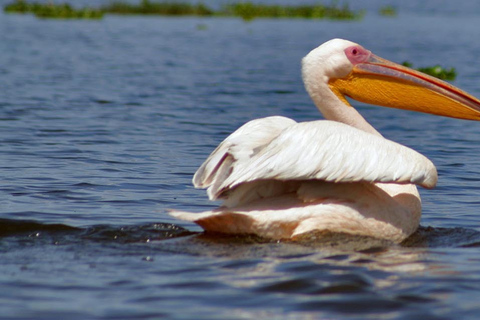 Lake Naivasha Day trip from Nairobi Free Airport pick up or drop off