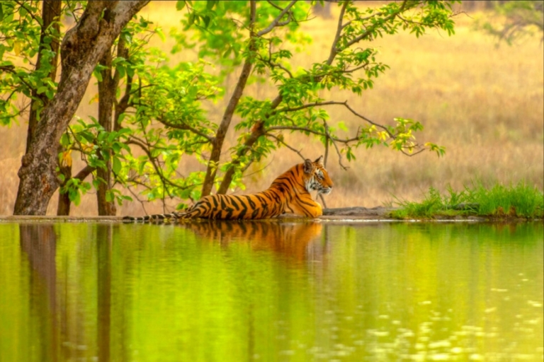 Von Jaipur aus: Ranthambore Tiger Safari mit Übernachtungstour