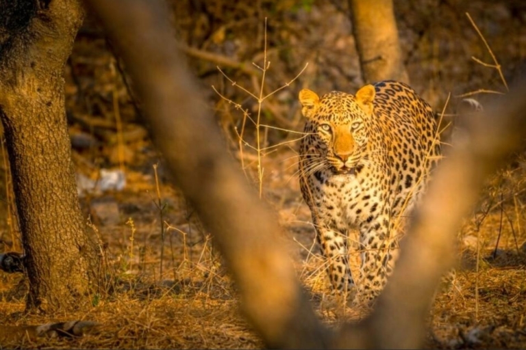 Vanuit Jaipur: Ranthambore Tiger Safari nachttour