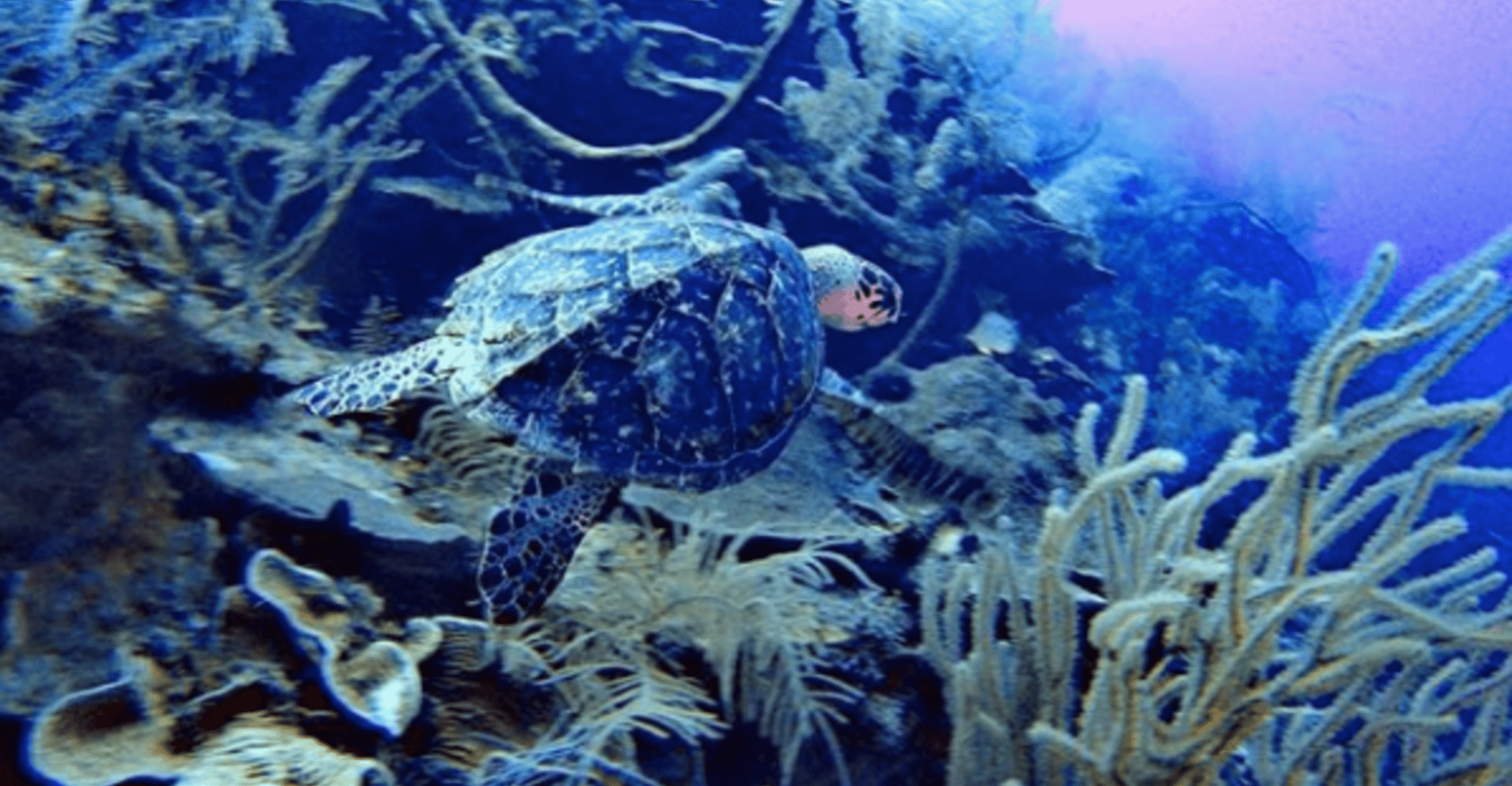 San Andres, SCUBA Experiência de mergulho com Hotel Pickup - Hizvo