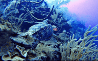 San Andres, SCUBA Experiência de mergulho com Hotel Pickup - Hizvo