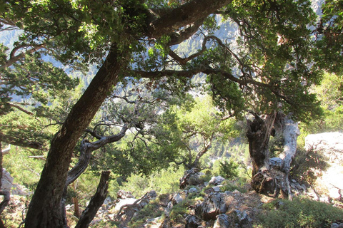 Ab Agia Pelagia, Iraklio & Malia: Samaria-Schlucht-TagestourAbholung in Iraklio und Ammoudara