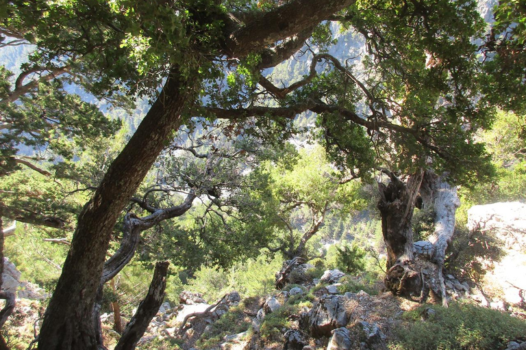 Da Heraklion, Agia Pelagia, Malia: Escursione alle Gole di SamariaRitiro da Heraklion e Ammoudara