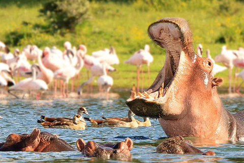 Jezioro Naivasha Jednodniowa wycieczka z NairobiOdbiór / odbiór z miasta Nairobi