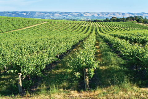 Adelaide: gita di un giorno alla McLaren Vale e al CuboMcLaren Vale e l&#039;esperienza del cubo