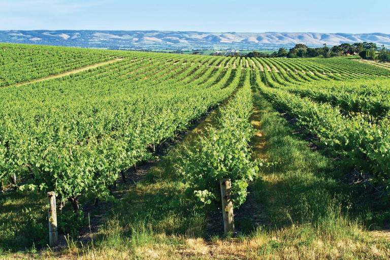 Adelaide: gita di un giorno alla McLaren Vale e al CuboMcLaren Vale e l&#039;esperienza del cubo