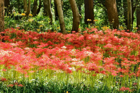 Hangzhou Botanical Garden Entry Ticket with QR Code
