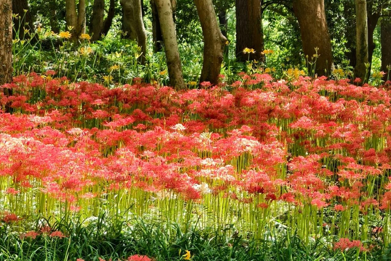 Hangzhou Botanical Garden Entry Ticket with QR Code