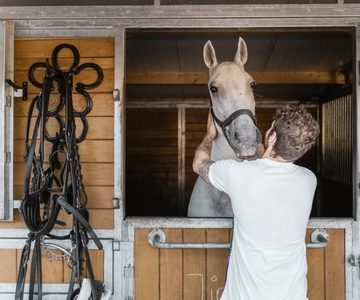 Secretos del Fiaker y paseo en coche de caballos