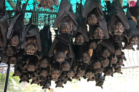 Atherton: Bat Sanctuary Tour with Guide