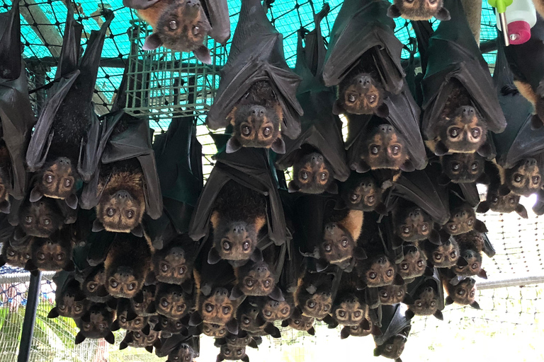 Atherton: Bat Sanctuary Tour with Guide