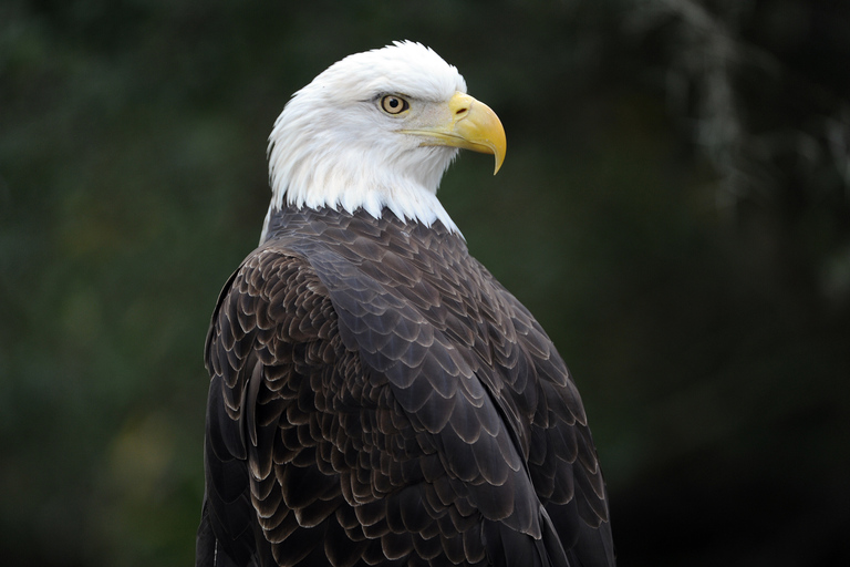 Zoo Miami: billet d'admission généraleEntrée + Forfait Nourriture